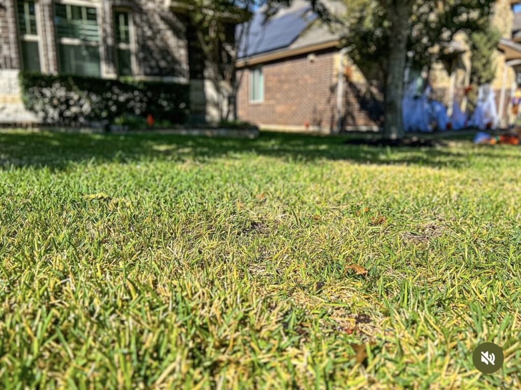 Residential lawn grass in front yard