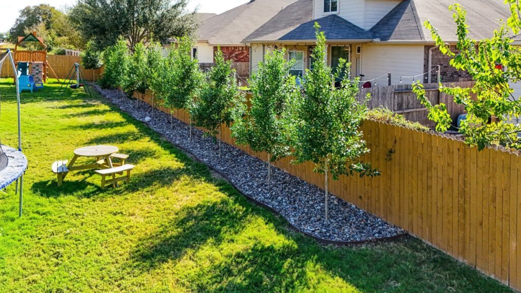 Newly planted privacy trees in a black river rock bed along a cedar fence in Cibolo, TX