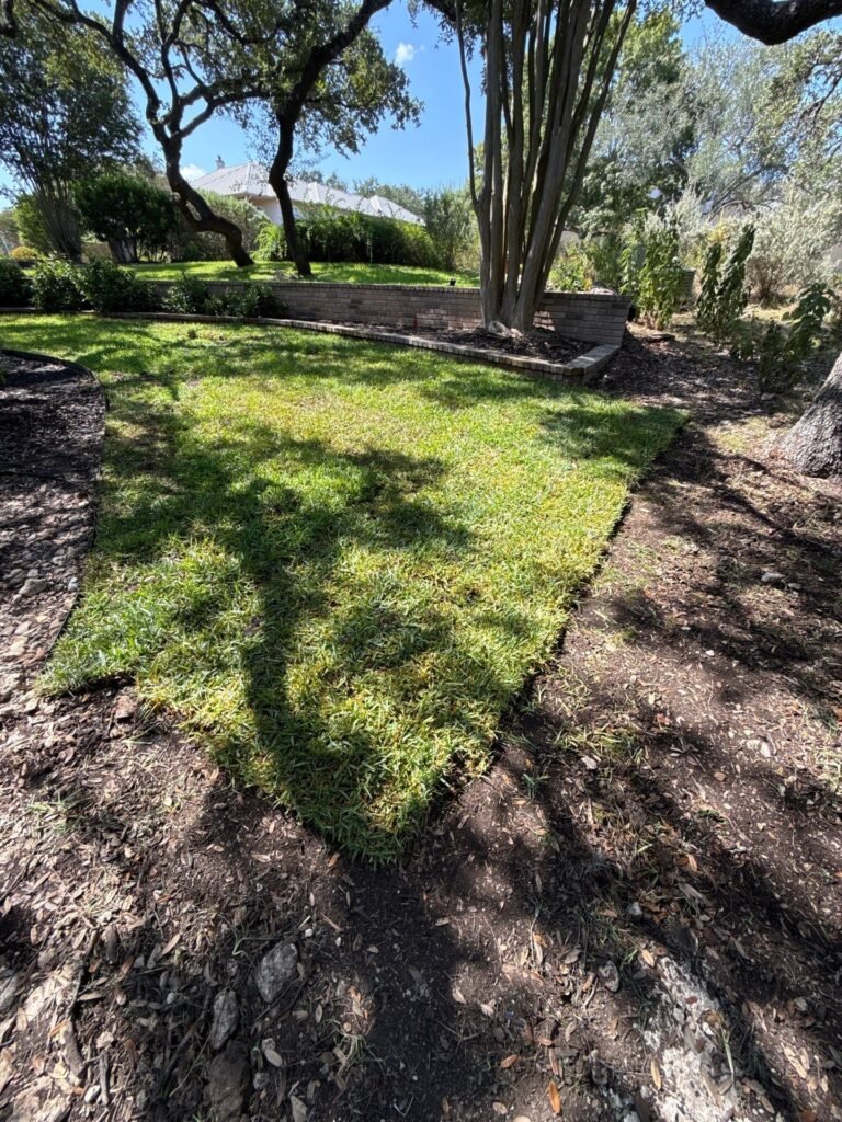 Fresh sod lawn bordered by mulched beds under live oaks in a Fair Oaks Ranch, TX yard