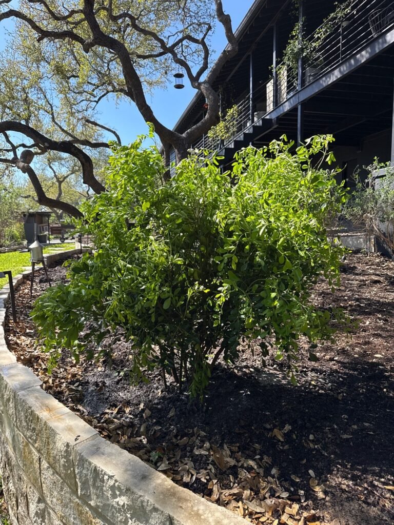 Native shrub planting in a limestone block raised bed under live oaks in a New Braunfels, TX yard