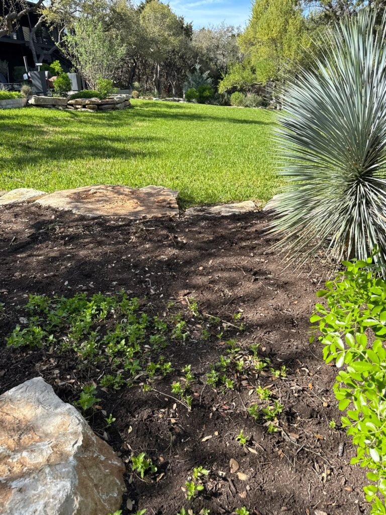Yucca rostrata, groundcover and limestone boulders bordering a green lawn in New Braunfels, TX