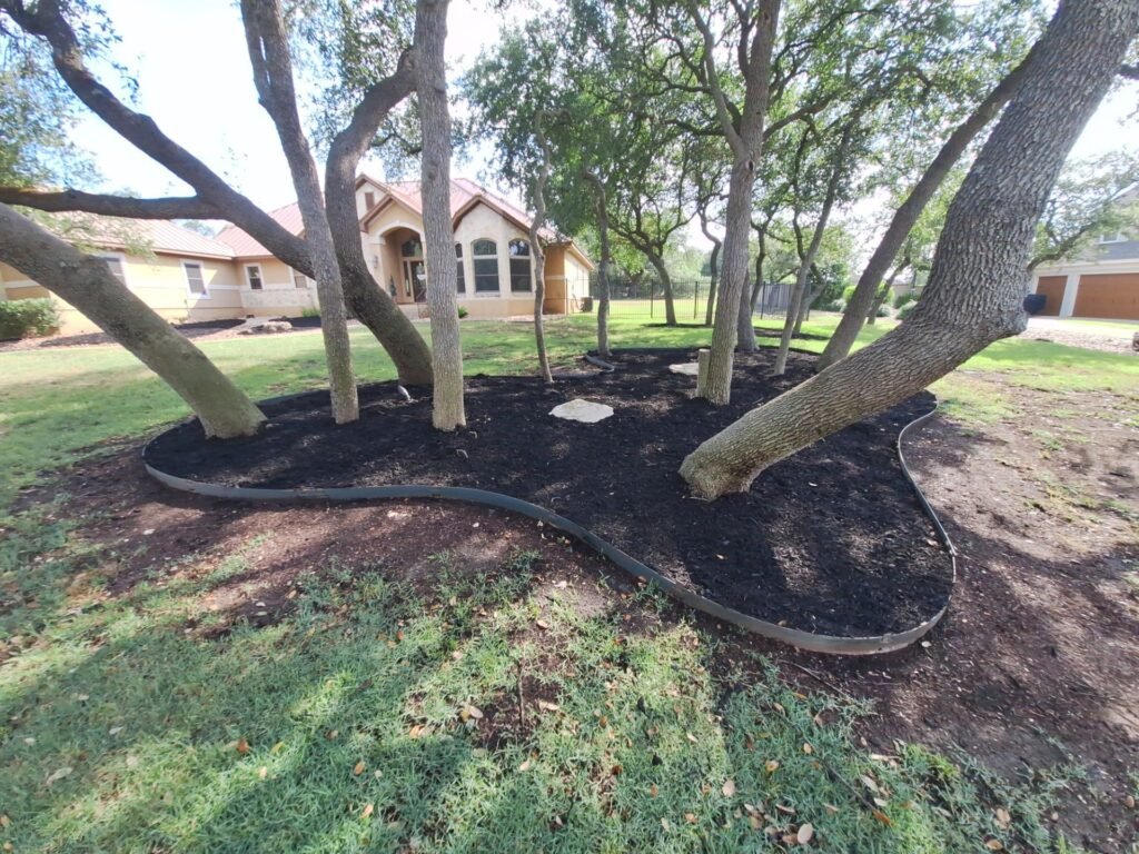 Edged black mulch tree island around a cluster of oaks in a Schertz-area front lawn